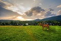 Wide angle shot of a standing alone dark horse in a large meadow with grass grass field landscape against dramatic sunset or