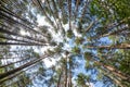 Wide angle shot of trees growing in the sky. tall pine forest Royalty Free Stock Photo