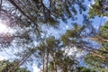 Wide angle shot of trees growing in the sky. tall pine forest Royalty Free Stock Photo
