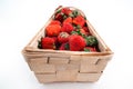 Wide angle shot of a wooden box full of red ripe strawberries isolated on white background. Harvesting summer fruits Royalty Free Stock Photo