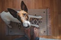 Wide angle shot of a young dog sitting on a rug in the room, point of view of human legs.