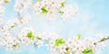 Wide Angle Spring background with cherry flowers Royalty Free Stock Photo