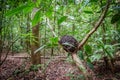 Termite mound on tree in the forest