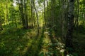 Wide angle top view into a russian birch forest Royalty Free Stock Photo