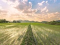 wide angle twilight scence of rice field front of mountain over blue and orange sky with white clouds Royalty Free Stock Photo