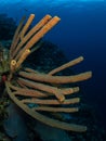 Stove-pipe sponge, Aplysina archeri. Bonaire, Caribbean Netherlands. Diving holiday