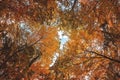 Wide angle upwards shot in a forest, magnificent view to the colorful canopy with autumn foliage colors Royalty Free Stock Photo