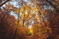 Wide angle upwards shot in a forest, magnificent view to the colorful canopy with autumn foliage colors Royalty Free Stock Photo