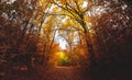 Wide angle upwards shot in a forest, magnificent view to the colorful canopy with autumn foliage colors Royalty Free Stock Photo