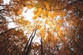 Wide angle upwards shot in a forest, magnificent view to the colorful canopy with autumn foliage colors Royalty Free Stock Photo