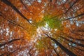 Wide angle upwards shot in a forest, magnificent view to the colorful canopy with autumn foliage colors Royalty Free Stock Photo