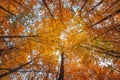 Wide angle upwards shot in a forest, magnificent view to the colorful canopy with autumn foliage colors Royalty Free Stock Photo