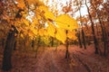 Wide angle upwards shot in a forest, magnificent view to the colorful canopy with autumn foliage colors Royalty Free Stock Photo