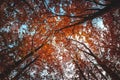 Wide angle upwards shot in a forest, magnificent view to the colorful canopy with autumn foliage colors Royalty Free Stock Photo