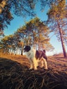 Wide angle vertical portrait of a dog in a pine forest. Evening walk, lovely pet in the woods