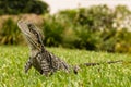 Wide angle view of Australian water dragon Royalty Free Stock Photo