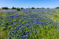 A Wide Angle View of a Beautiful Field Blanketed with the Famous