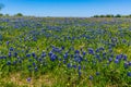 A Wide Angle View of a Beautiful Field Blanketed with the Famous