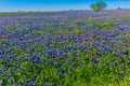 A Wide Angle View of a Beautiful Field Blanketed with the Famous Texas Bluebonnet