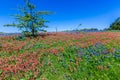 A Wide Angle View of a Beautiful Field Blanketed with Indian Paintbrush and the Famous Texas Bluebonnet