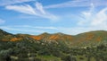 Wide angle view of beginning of 2023 California Poppy super bloom under blue sky with white clouds. Royalty Free Stock Photo