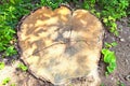 Wide angle view of big tree stump of ancient tree. Old rotten tree stump. Green grass in the background. Summer sunny day Royalty Free Stock Photo