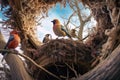 wide-angle view of bird feeding chicks in a nest high up in a tree Royalty Free Stock Photo