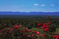 Summer View of Blue Ridge Mountains Royalty Free Stock Photo