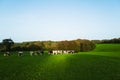 wide angle view of cattle in green fields caught in a late afternoon sunlight during a break in the clouds Royalty Free Stock Photo