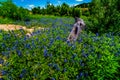 Wide Angle View of Famous Texas Bluebonnet