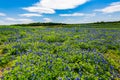 Wide Angle View of Famous Texas Bluebonnet (Lupinus texensis) Wi Royalty Free Stock Photo