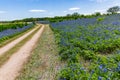 Wide Angle View of Famous Texas Bluebonnet (Lupinus texensis) Wi Royalty Free Stock Photo