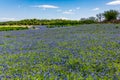 Wide Angle View of Famous Texas Bluebonnet (Lupinus texensis) Wi Royalty Free Stock Photo