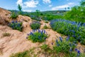 Wide Angle View of Famous Texas Bluebonnet (Lupinus texensis) Wi Royalty Free Stock Photo