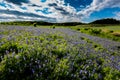 Wide Angle View of Famous Texas Bluebonnet (Lupinus texensis) Wi Royalty Free Stock Photo