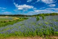 Wide Angle View of Famous Texas Bluebonnet (Lupinus texensis) Wi Royalty Free Stock Photo