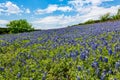 Wide Angle View of Famous Texas Bluebonnet (Lupinus texensis) Wi Royalty Free Stock Photo