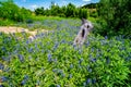 Wide Angle View of Famous Texas Bluebonnet (Lupinus texensis) Wi Royalty Free Stock Photo