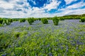 Wide Angle View of Famous Texas Bluebonnet (Lupinus texensis) Wi