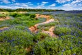 Wide Angle View of Famous Texas Bluebonnet (Lupinus texensis) Wi Royalty Free Stock Photo