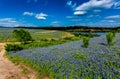 Wide Angle View of Famous Texas Bluebonnet (Lupinus texensis) Wi Royalty Free Stock Photo