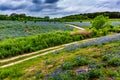 Wide Angle View of Famous Texas Bluebonnet (Lupinus texensis) Wi