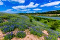 Wide Angle View of Famous Texas Bluebonnet Lupinus texensis Wi Royalty Free Stock Photo