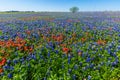 A Wide Angle View of a Field Blanketed with Bluebonnets and Indian Paintbrushes