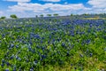 A Wide Angle View of a Field Blanketed with the Famous Texas Bluebonnet (Lupinus texensis) Royalty Free Stock Photo