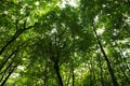 Wide angle view of forest and sun rays Royalty Free Stock Photo