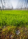 Wide-angle view of a green wheet field