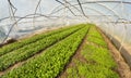 A wide angle view of the interior of an organic vegetable greenhouse, selective focus Royalty Free Stock Photo