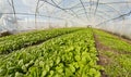 A wide angle view of the interior of an organic vegetable greenhouse, selective focus Royalty Free Stock Photo