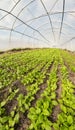 A wide angle view of the interior of an organic vegetable greenhouse, selective focus Royalty Free Stock Photo